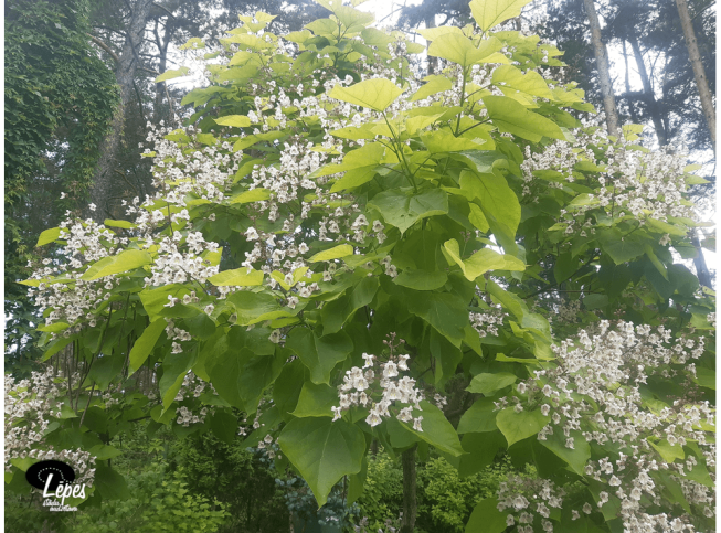 Catalpa bignonioides   'Aurea'